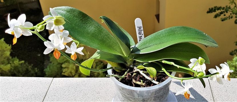 Mini Mark - Phalaenopsis 1