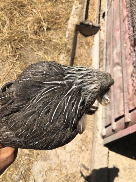 Araucana Argintii Tineret 2019 - 2019 Araucana Argintii