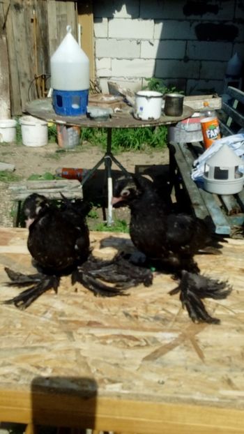  - JUCATORI DE BOTOSANI