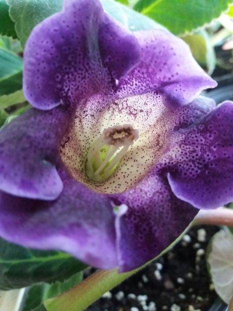 7 - gloxinia 2019