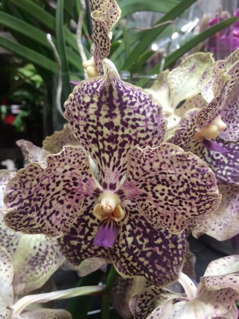 Vanda-28.06.2019 - 1 Sylvia