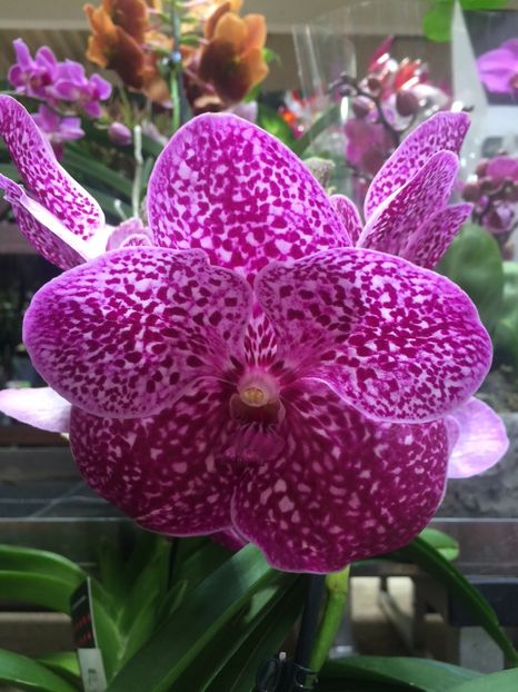 Vanda 28.06.2019 - 1 Sylvia