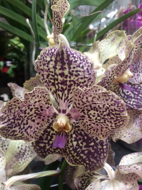 Vanda-28.06.2019 - 1 Sylvia