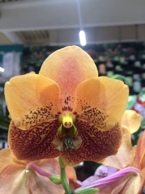 Vanda-28.06.2019 - 1 Sylvia