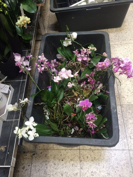 Coșul de gunoi :( - 1 Sylvia