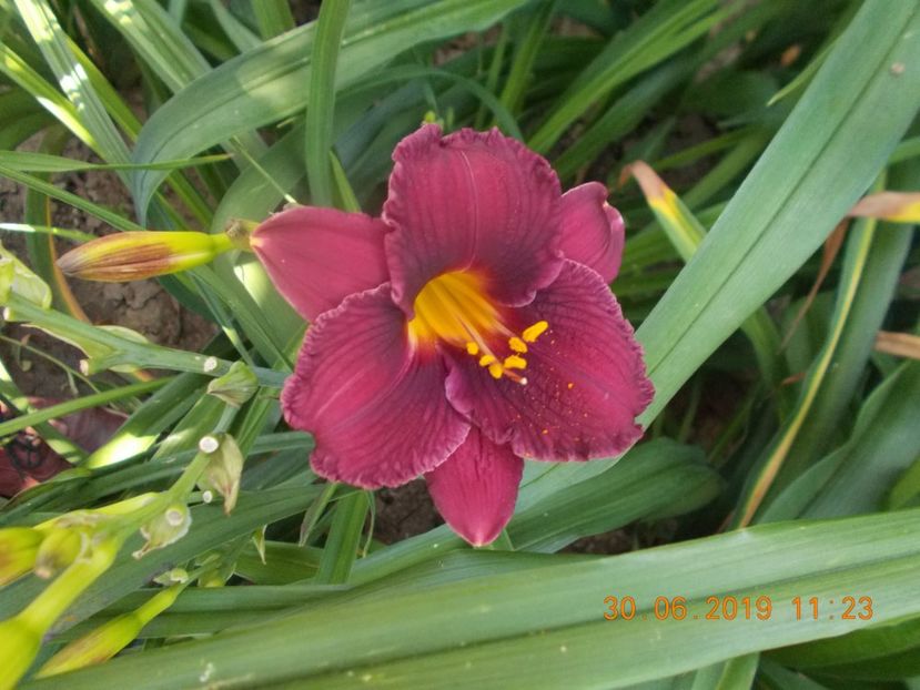 M-r3,2-rhonde  de nuit - HEMEROCALLISI-2019