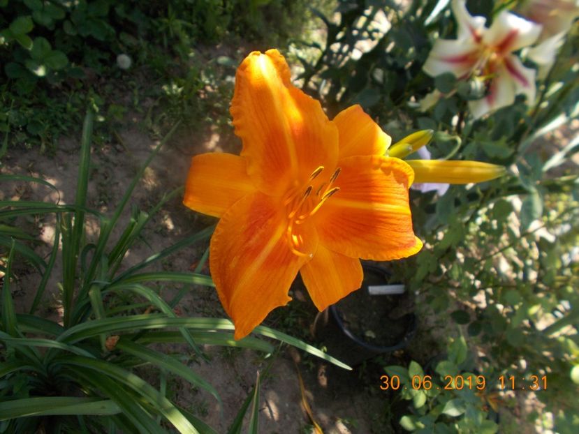 M-r2,9-signal - HEMEROCALLISI-2019
