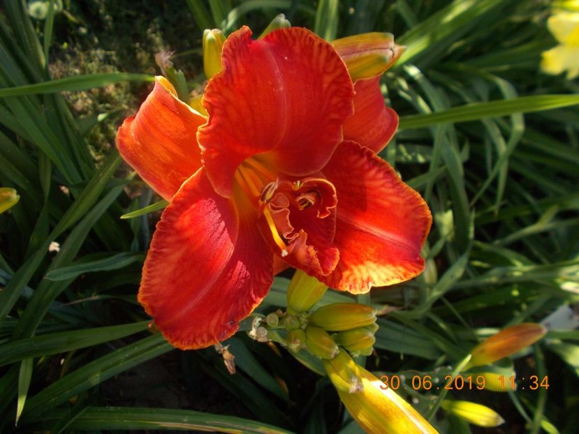 M-r1,3-moses fire - HEMEROCALLISI-2019