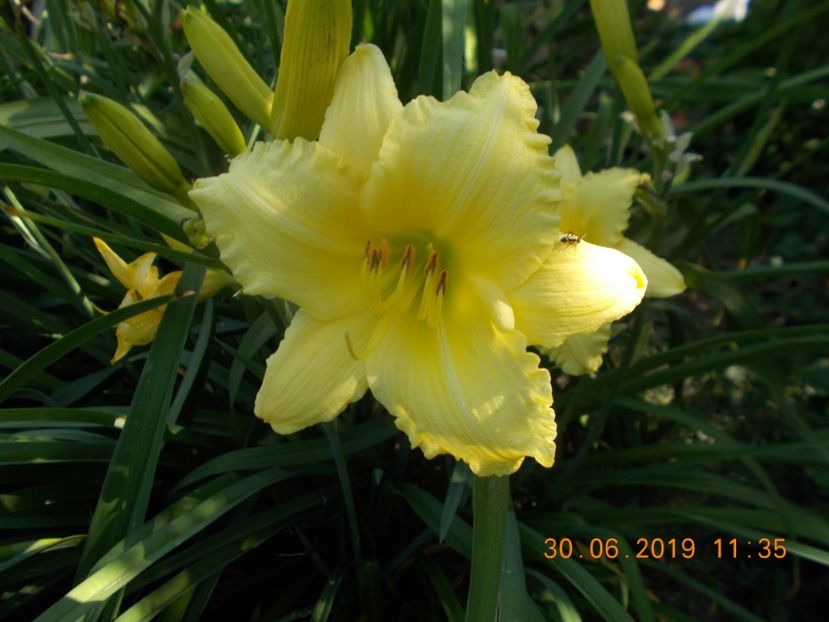 M-r1,5-galben  remontant - HEMEROCALLISI-2019