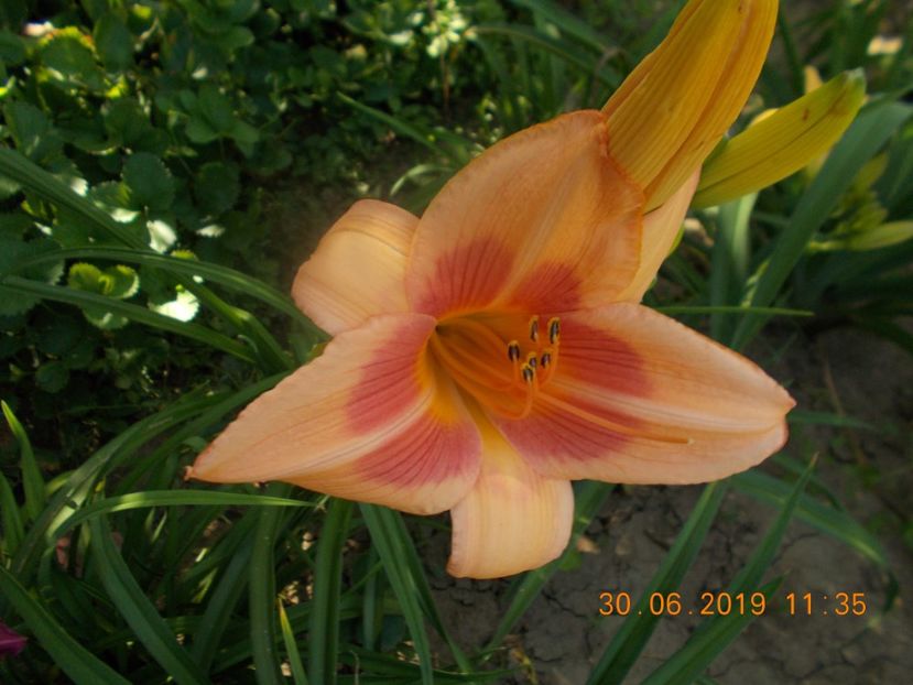 M-r1,8-real wind - HEMEROCALLISI-2019