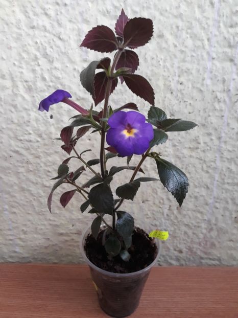 2019 - R21 - RF s Shascha Kronick