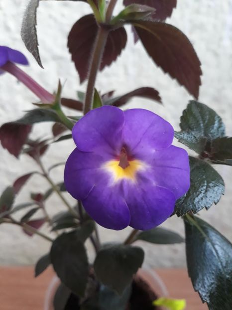  - R21 - RF s Shascha Kronick