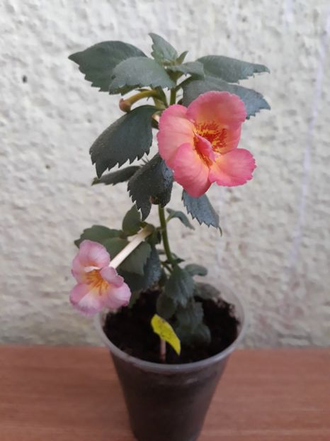  - 0001 2022 - Golden Buck