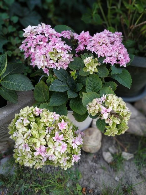  - Hortensii 2018- 2019