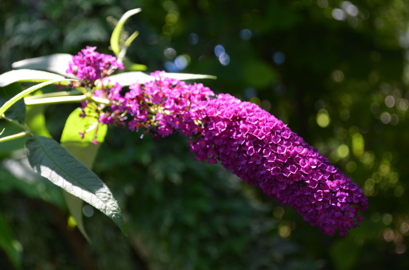  - dragostea  de natura