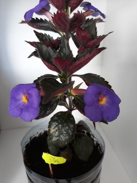 2019 - 0001 2022 - The Lone Star