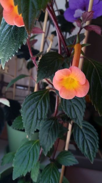  - Rf_s Tequila Sunrise