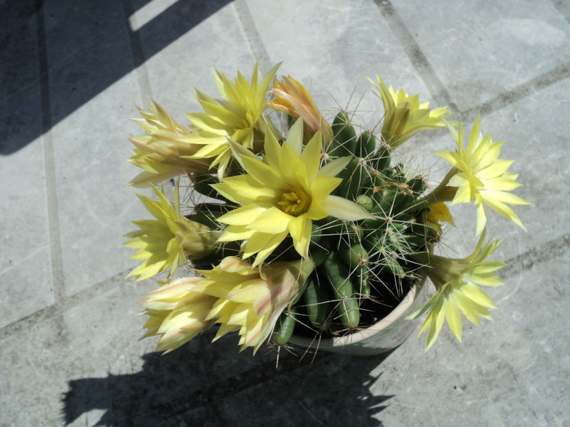 iun.2019 - CACTUSI SI SUCULENTE