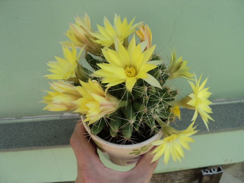  - CACTUSI SI SUCULENTE