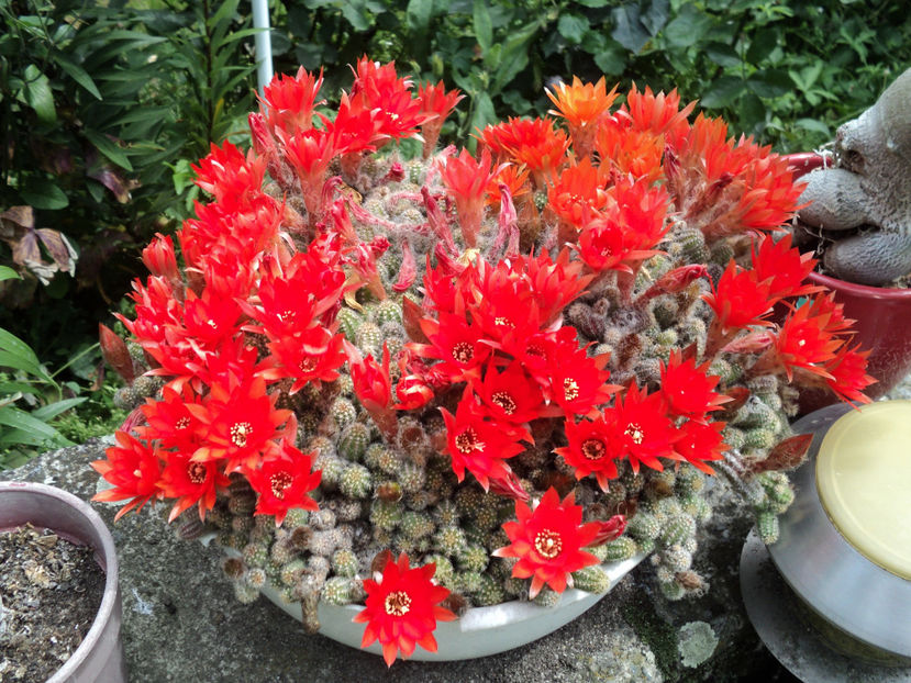  - CACTUSI SI SUCULENTE