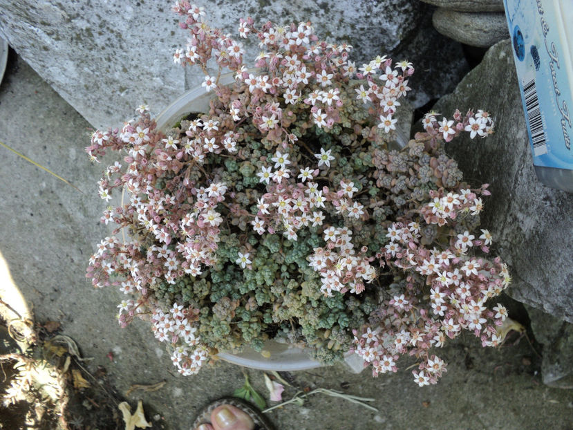 iun.2019 - CACTUSI SI SUCULENTE