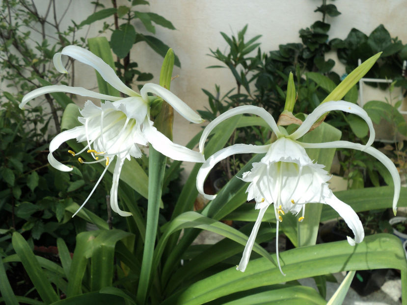 Ismene ,  crin paianjen - CRINI