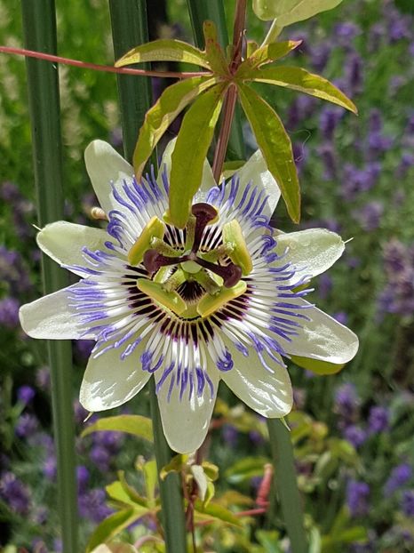 Passiflora caerulea - Iulie 2019