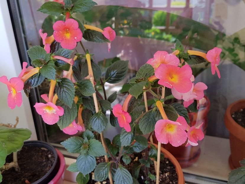 Peach cascade - Achimenes 2019