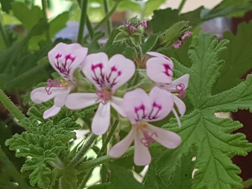 Pelargonium graveolens - Muscate 2019