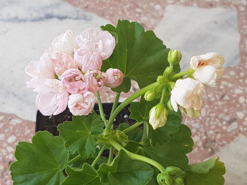 Marbacka tulpan - Muscate de colectie 2019
