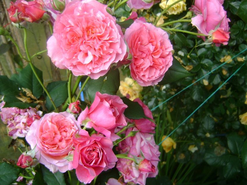  - Festival des jardins de chaumont 2019