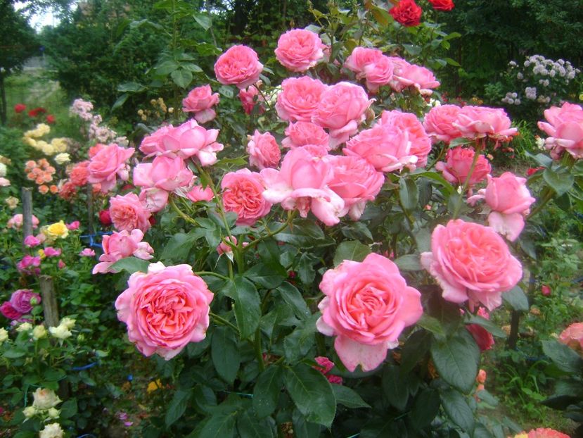  - Emilia Maria sau Molinard floribunda-Delbard 2013 Starkl