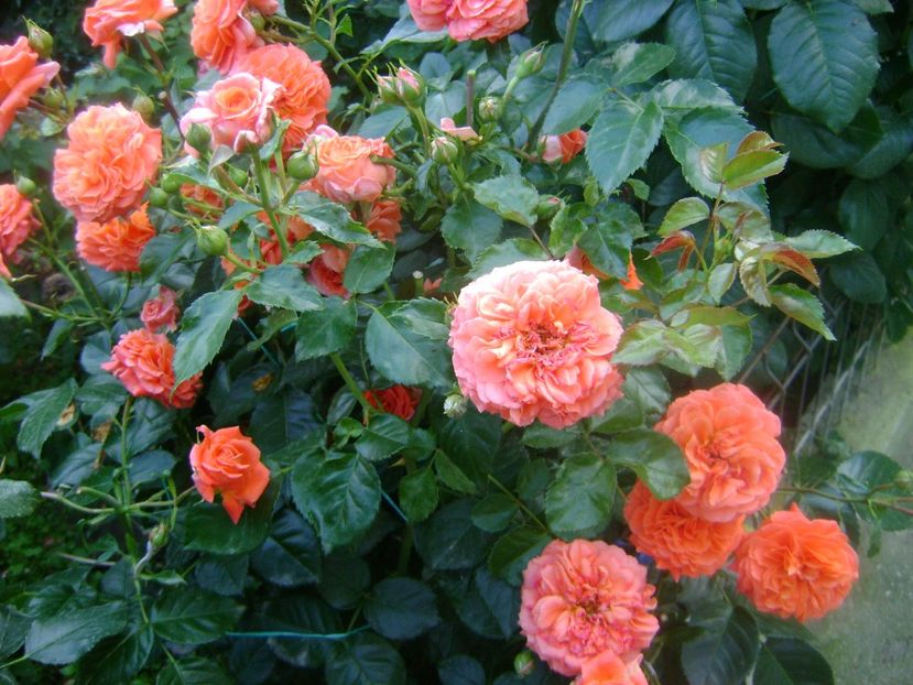  - Orangerie floribunda Kordes 2018-2019