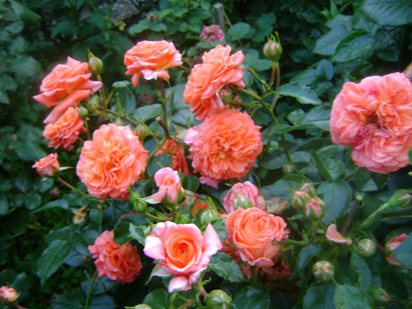  - Orangerie floribunda Kordes 2018-2019