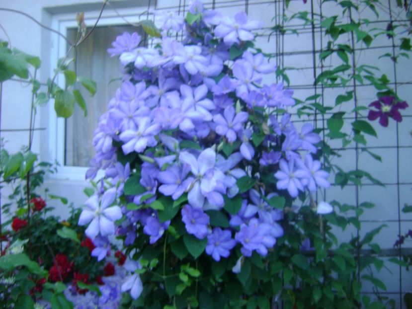  - 0 Clematis cholmondeley grupa B 2018 cumparata ca fiind blue explosion