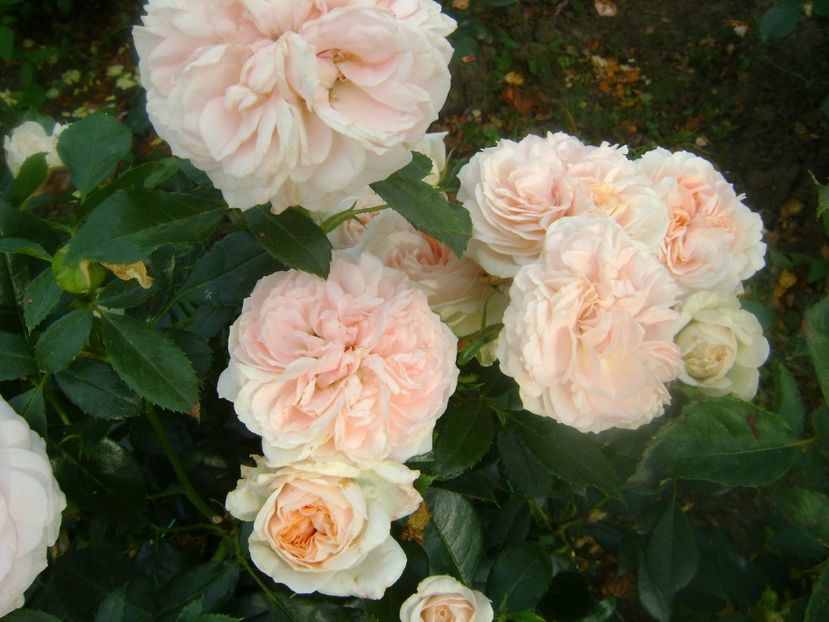  - Garden of roses -2019-2020