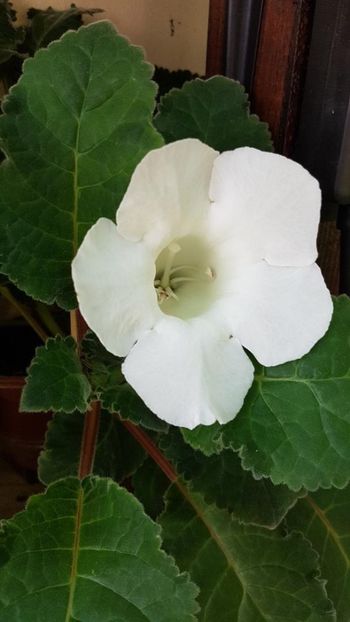 thumbnail - 2019-06-29T083535.275 - GLOXINIA 2019