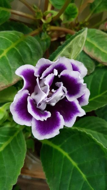 thumbnail - 2019-06-29T082608.943 - GLOXINIA 2019