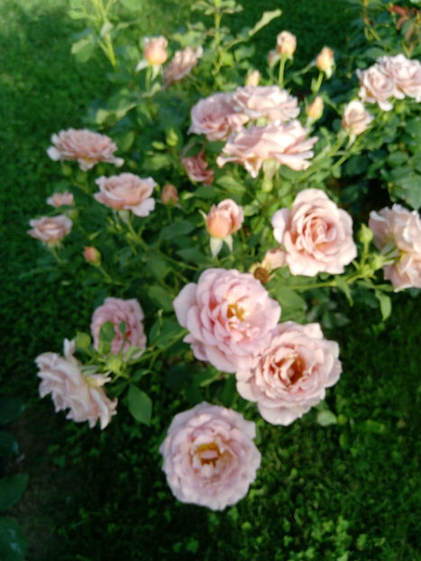  - Gradina iunie 2019