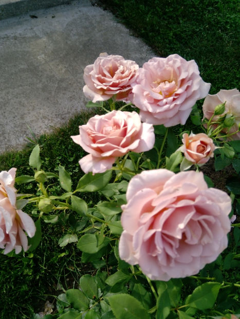  - Gradina iunie 2019