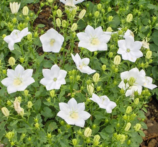 bellflower-white-clips-(campanula-carpatica) - CAMPANULA