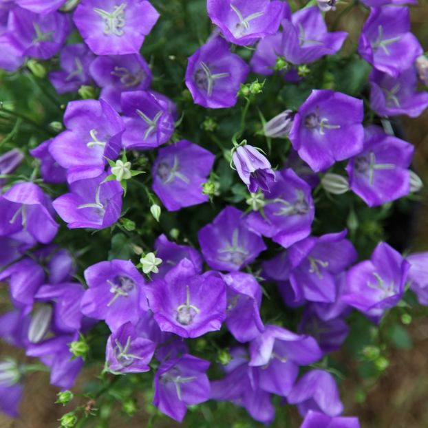 Campanula - CAMPANULA