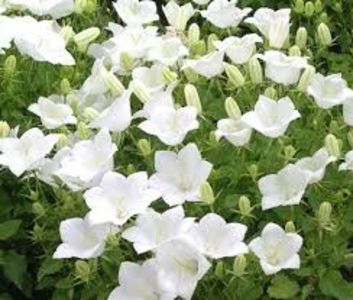 images - CAMPANULA