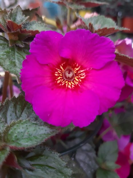 BriD’s Kamila - Achi din semințe BriDs 2018