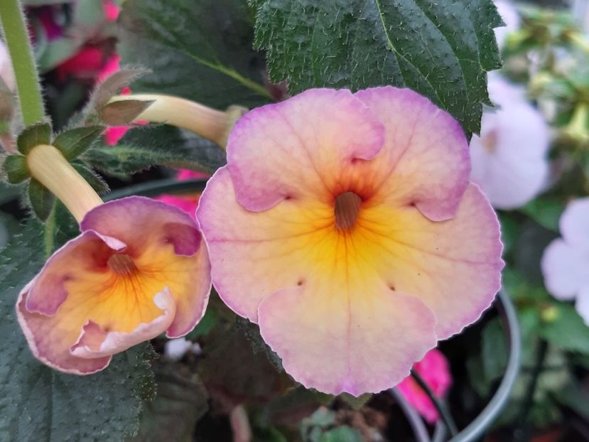 BriD’s Zuleika - Achi din semințe BriDs 2018