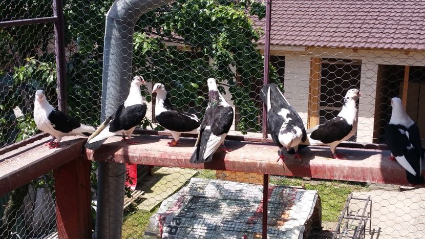  - A-- DE VANZARE JUCATORI DE GALATI