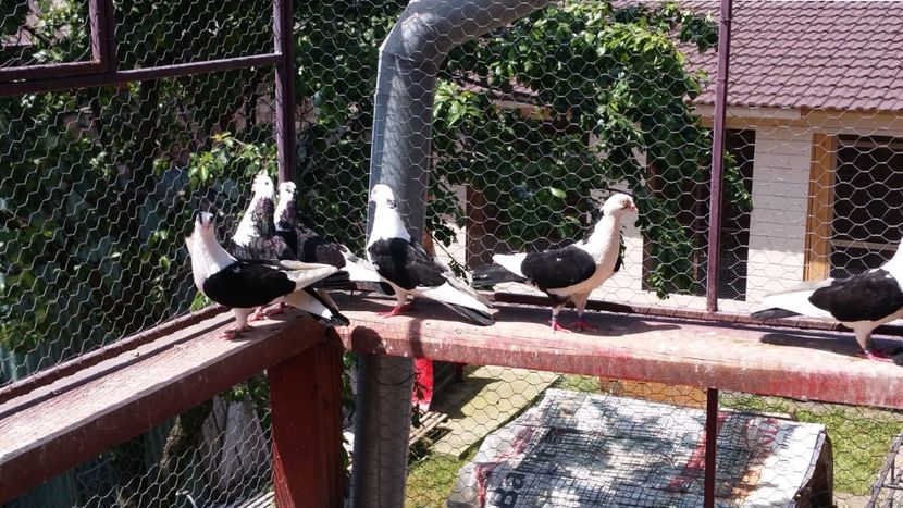  - A-- DE VANZARE JUCATORI DE GALATI