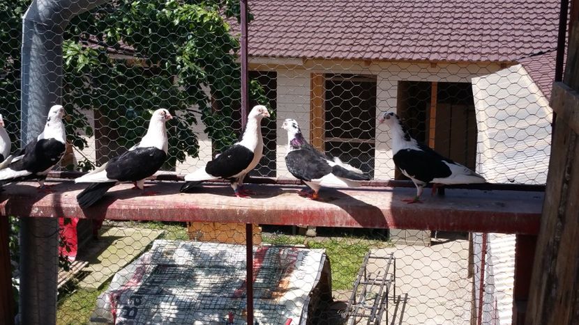  - A-- DE VANZARE JUCATORI DE GALATI