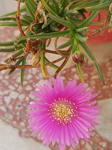 Lampranthus - Cactusi si plante suculente 2017-2018-2019