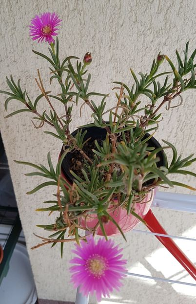 Lampranthus-deocamdata doar doua floricele - Cactusi si plante suculente 2017-2018-2019